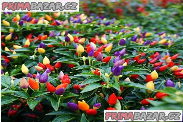 Chilli Chinese Five Color - semena – fotografie 1