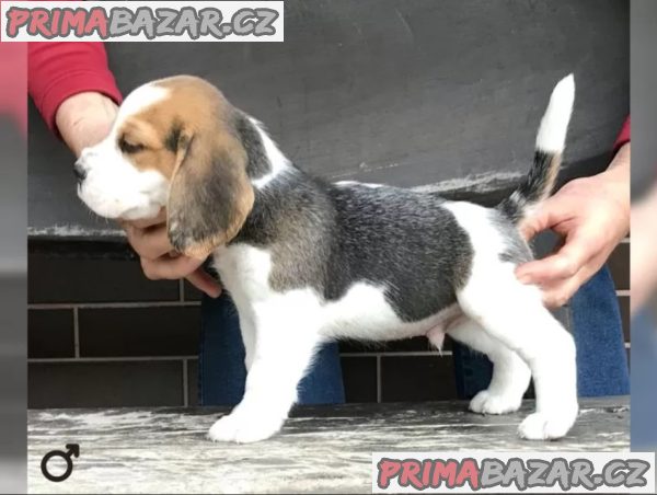 Bígl štěňátka s PP – fotografie 2