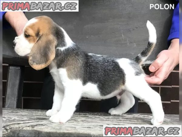 Bígl štěňátka s PP – fotografie 3
