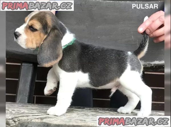 Bígl štěňátka s PP – fotografie 4