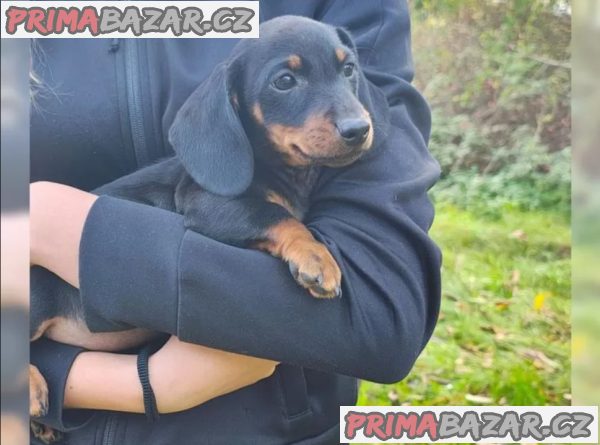 Jezevčík hladkosrstý bez PP – fotografie 4