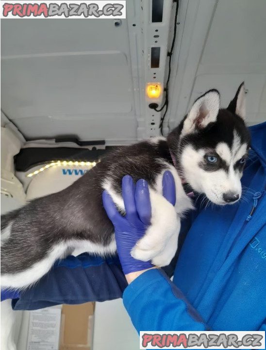 Sibiřský husky – fotografie 1