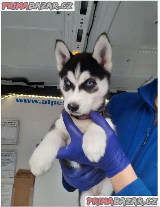 Sibiřský husky – fotografie 2