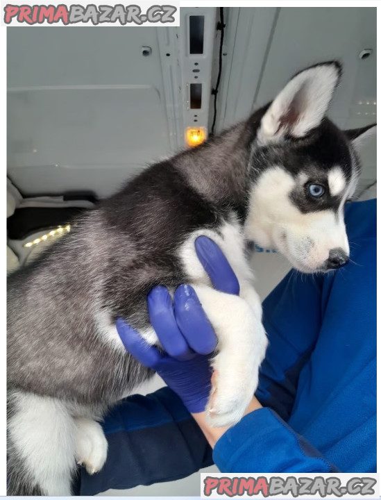Sibiřský husky – fotografie 3