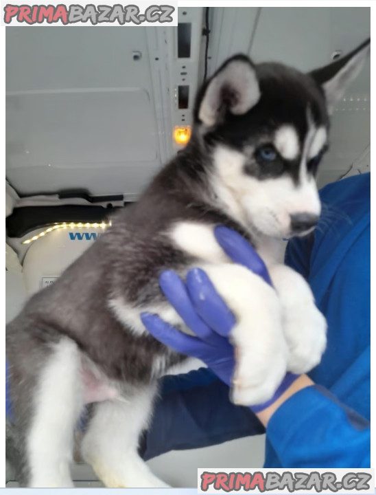 Sibiřský husky – fotografie 4