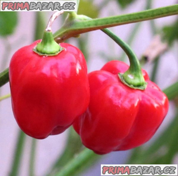 Chilli Habanero Red Caribbean - SEMENA – fotografie 1