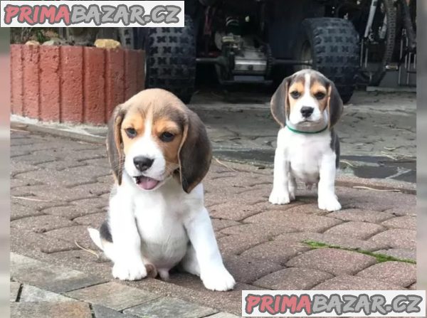 Bígl/též beagle – fotografie 1