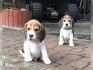 Bígl/též beagle