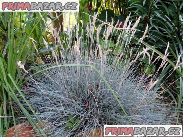 Festuca Glauca - semena – fotografie 1