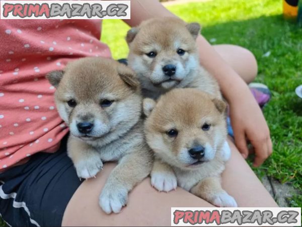 Štěňata Shiba-Inu s PP FCI - odběr na Vánoce – fotografie 1
