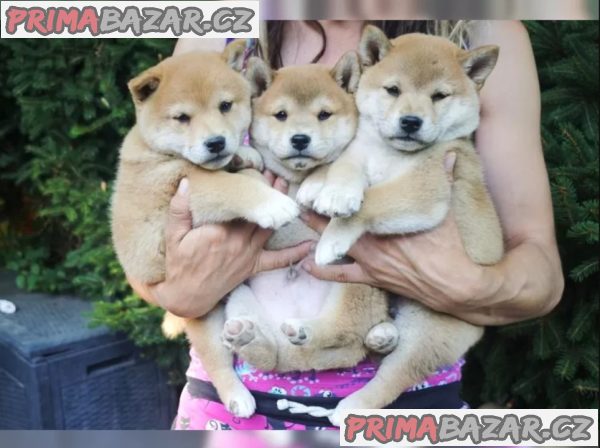Štěňata Shiba-Inu s PP FCI - odběr na Vánoce – fotografie 2