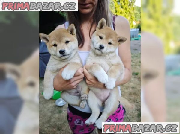 Štěňata Shiba-Inu s PP FCI - odběr na Vánoce – fotografie 3