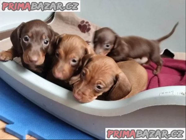 Jezevčík hladkosrstý trpasličí na prodej – fotografie 1