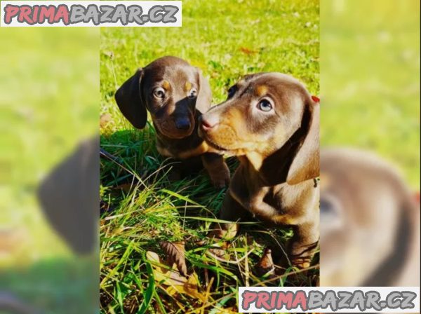 Jezevčík hladkosrstý trpasličí na prodej – fotografie 3