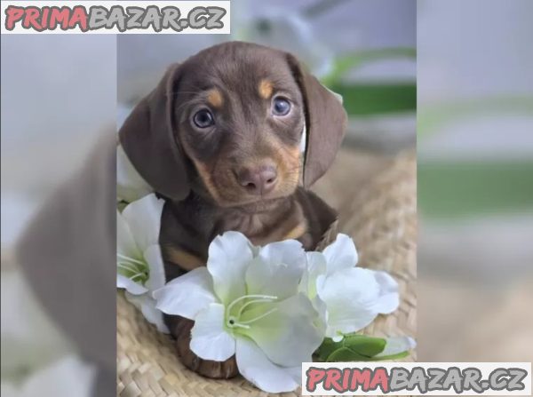 Jezevčík hladkosrstý trpasličí – fotografie 2