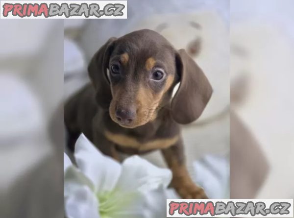 Jezevčík hladkosrstý trpasličí – fotografie 3