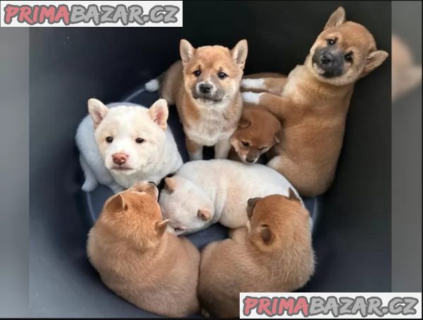 Zdravá a hravá štěňata Shiba Inu. – fotografie 1