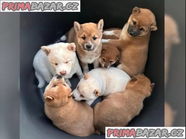 Zdravá a hravá štěňata Shiba Inu. – fotografie 3