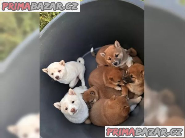 Zdravá a hravá štěňata Shiba Inu. – fotografie 4