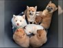 Zdravá a hravá štěňata Shiba Inu.