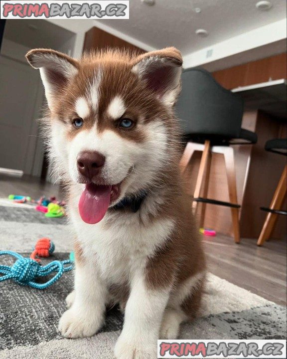 Sibiřský husky - Štěňata s PP – fotografie 2
