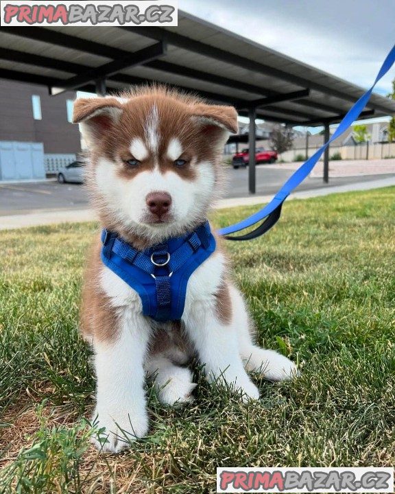 Sibiřský husky - Štěňata s PP – fotografie 3