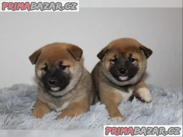 shiba-inu prodej – fotografie 2