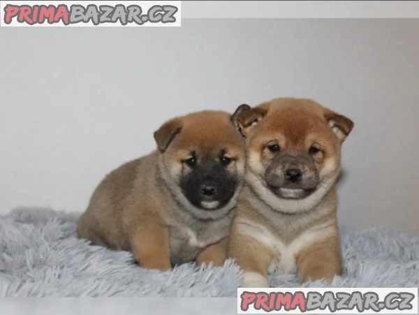 shiba-inu prodej – fotografie 3