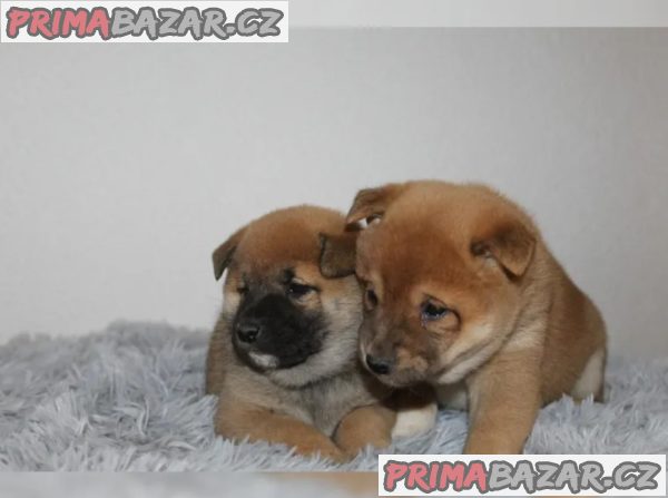 shiba-inu prodej – fotografie 4