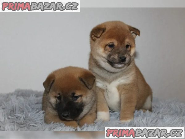 shiba-inu prodej – fotografie 5