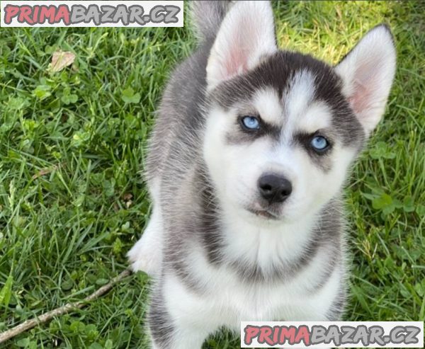 Prodám štěňata sibiřského huskyho v Jihlavě – fotografie 2