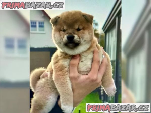 Štěňátka Shiba inu – fotografie 2