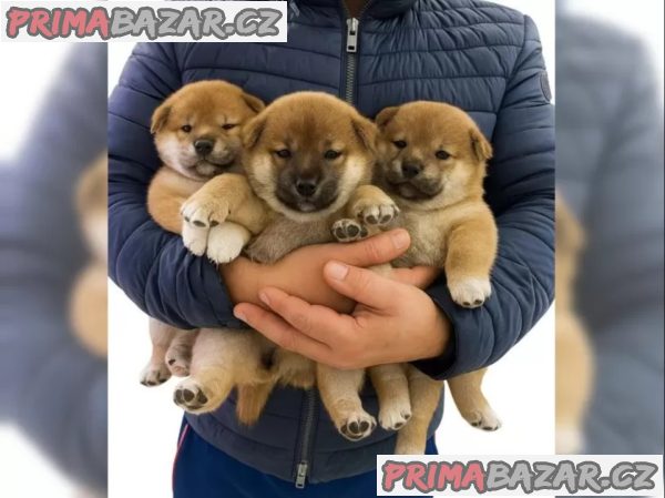 Štěňátka Shiba inu – fotografie 4