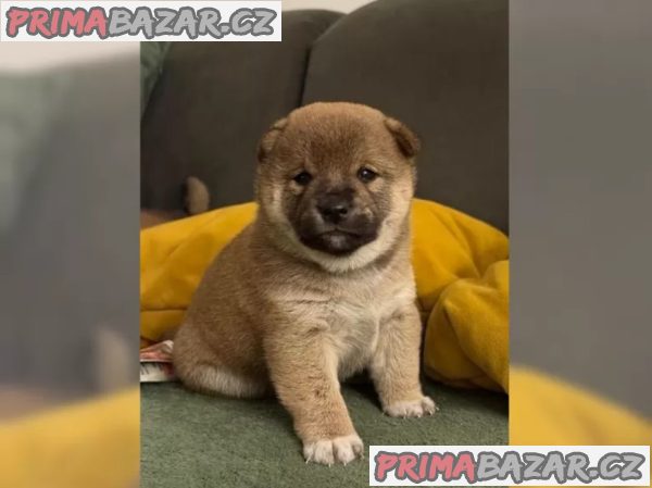 Štěňátka Shiba inu – fotografie 5