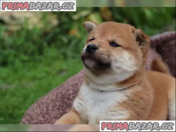 Shiba inu štěňátka – fotografie 2
