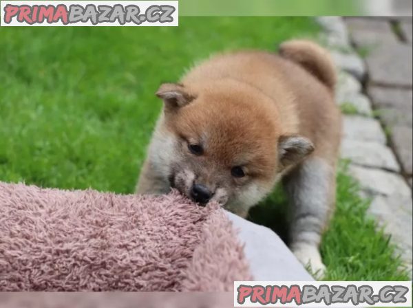 Shiba inu štěňátka – fotografie 4