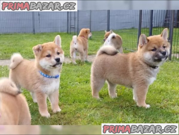 Roztomilá štěňátka Shiba Inu hledají milující domov. – fotografie 1