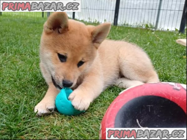 Roztomilá štěňátka Shiba Inu hledají milující domov. – fotografie 2