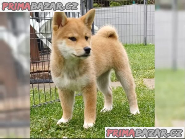 Roztomilá štěňátka Shiba Inu hledají milující domov. – fotografie 3