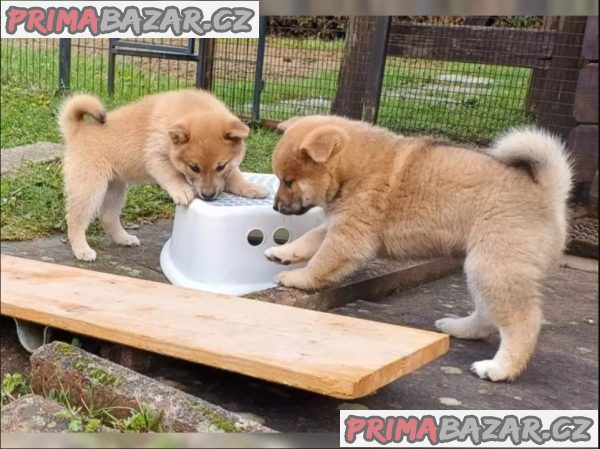 Roztomilá štěňátka Shiba Inu hledají milující domov. – fotografie 4