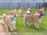 Roztomilá štěňátka Shiba Inu hledají milující domov.