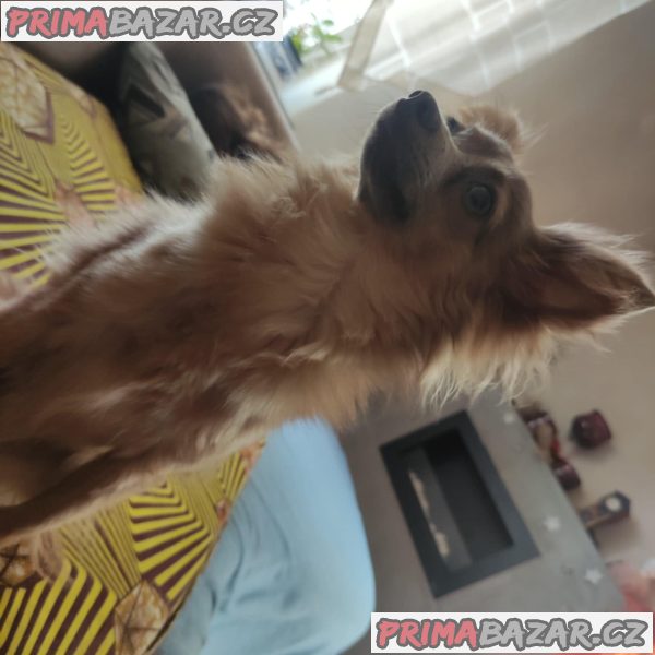 chovný pejsek RT – fotografie 1
