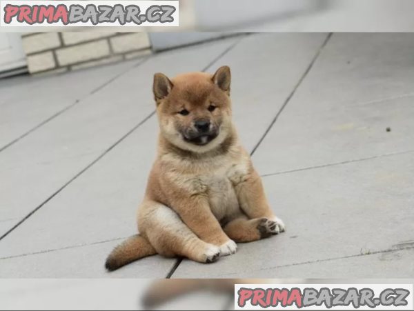 Štěňata Shiba Inu hledají nové domovy – fotografie 2