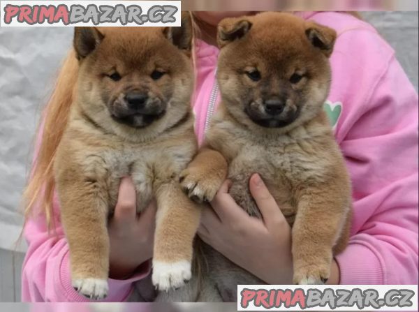 Štěňata Shiba Inu hledají nové domovy – fotografie 3