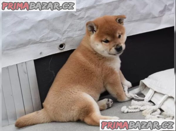 Štěňata Shiba Inu hledají nové domovy – fotografie 4