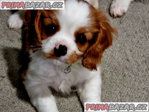 Kavalír King Charles španěl – fotografie 1