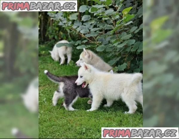 Sibiřského huskyho - štěňátka s PP – fotografie 5