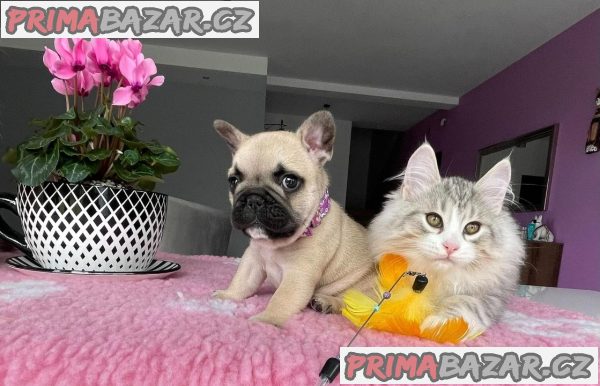 Francouzský buldoček – fotografie 2