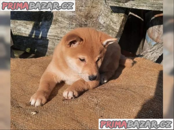 Shiba inu fenka – fotografie 3