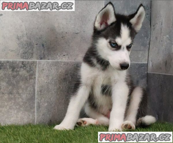 Sibiřský husky štěňata na prodej~ – fotografie 1
